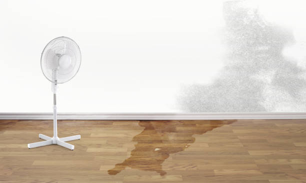 Best Water damage mitigation services  in Shafter, CA